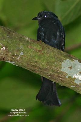 Philippine Drongo-cuckoo
(a Philippine endemic)

Scientific name - Surniculus velutinus chalybaeus

Habitat - Fairly common in lowland forest.