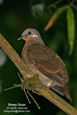 White-eared Brown-dove 
(a Philippine endemic)

Scientific name - Phapitreron leucotis 

Habitat - Common in a wide range, from second growth to montane forest to 1600 m. 
