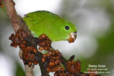 Guaiabero
(Philippine endemic)
Scientific name - Bolbopsittacos lunulatus
Habitat - Common, in forest and forest edge, usually below 1000 m, singly or in pairs, or in groups especially at feeding trees. Very plump, short tail with very fast bullet-like flight.