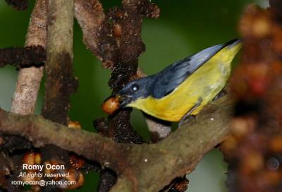 Orange-bellied Flowerpecker (Male) 

Scientific name - Dicaeum trigonostigma 

Habitat - Common in more disturbed open areas and early second growth in lowlands, but may occur up to 1500 m. 

