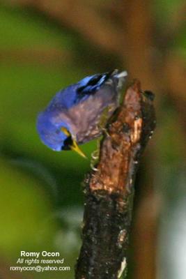 Sulphur-billed Nuthatch
(A Philippine endemic)

Scientific name - Sitta oenochlamys isarog

Habitat - Common from lowland to montane forest, the only true creeping Philippine bird.
