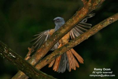 Blue-headed Fantail 
(a Philippine endemic) 

Scientific name - Rhipidura cyaniceps 

Habitat - Common in forest up to 2000 m. 

