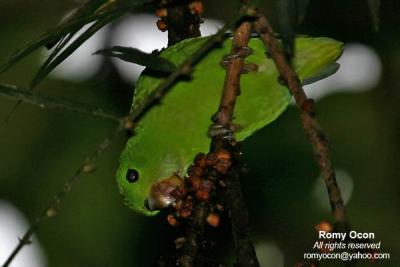 Guaiabero (a Philippine endemic) 

Scientific name - Bolbopsittacos lunulatus 

Habitat - Common, in forest and forest edge, usually below 1000 m, singly or in pairs, or in groups especially at feeding trees. Very plump, short tail with very fast bullet-like flight. 
