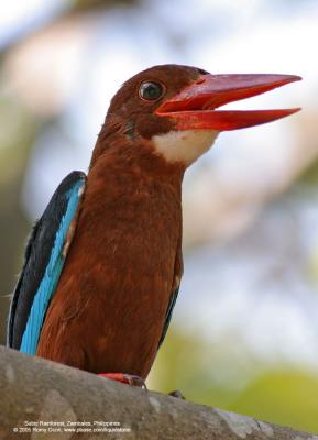 White-throated Kingfisher 

Scientific name - Halcyon smyrnensis 

Habitat - Clearings, streams and rivers, and open country. 

[20D + 400 5.6L, hand held]
