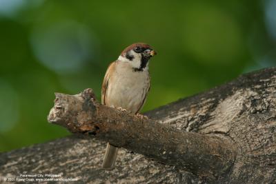 Eurasian Tree Sparrow 

Scientific name - Passer montanus 

Habitat - Common in virtually every inhabited island. 

[350D + Sigmonster (Sigma 300-800 DG)] 
