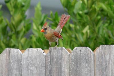 Female-Cardinal.jpg