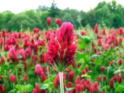 clover-closeup.jpg