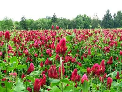 field-of-clover.jpg