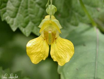 Jewelweed 046.jpg