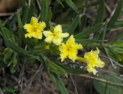 Fringed Puccoon 189.jpg