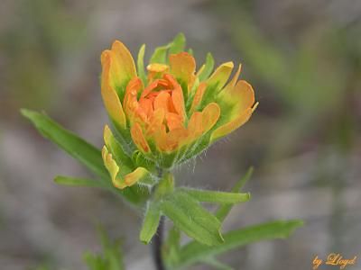 Indian Paintbrush 163.jpg