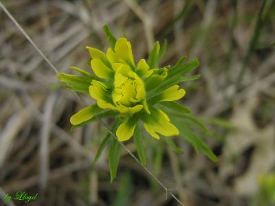 Yellow Indian Paint Brush 033.jpg