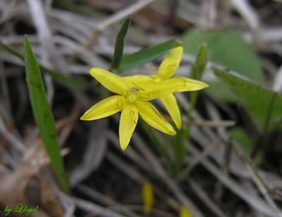 Yellow-star Grass 021.jpg