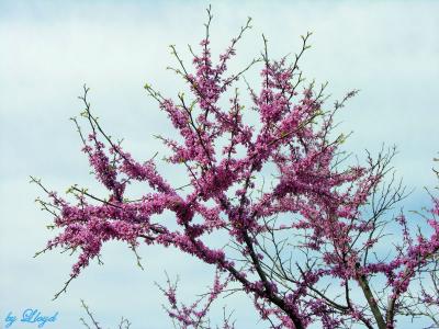 Red Buds 262.jpg