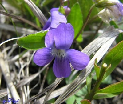 Arrow leafed Violet 179.jpg