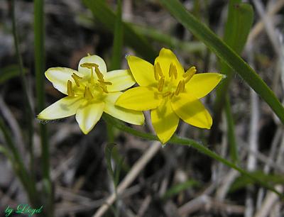 Yellow Stargrass 185.jpg