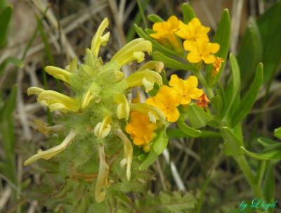 spring_flowers_05_2