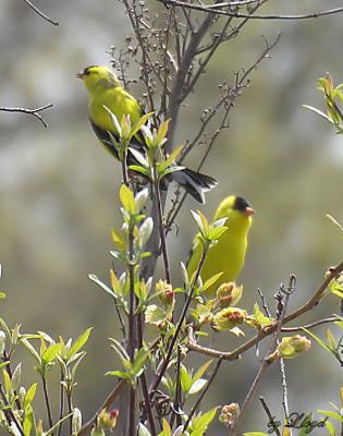 Goldfinches  254.jpg