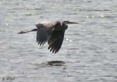 Great Blue in flight  125.jpg