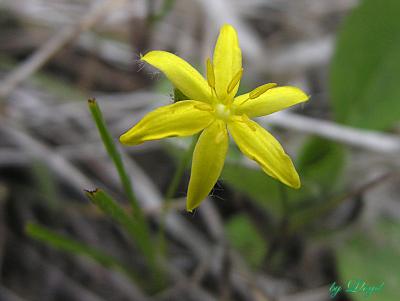 Yellow Stargrass 051.jpg