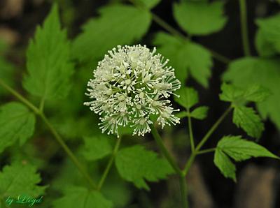Red Baneberry  015.jpg