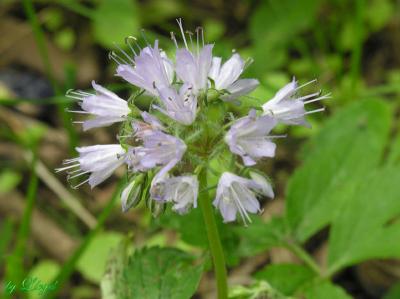 Virginia Waterleaf 033.jpg