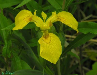 Yellow Flag Iris  099.jpg