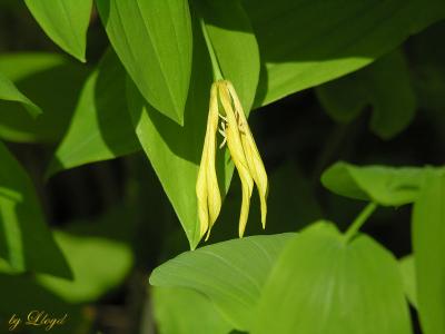 Large Flowered Bellwort  023.jpg