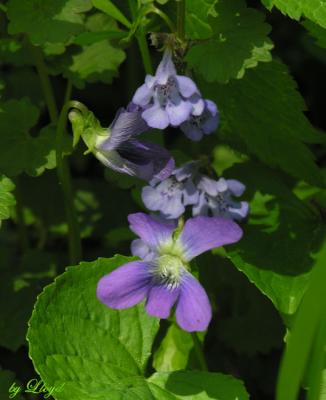 Mint and Violet  253.jpg