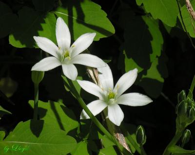 Star of Bethlehem  041.jpg