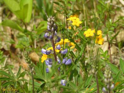 Lupine and Puccoon 189.jpg