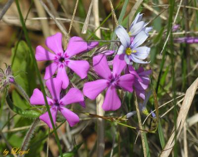 Prairie Phlox  096.jpg