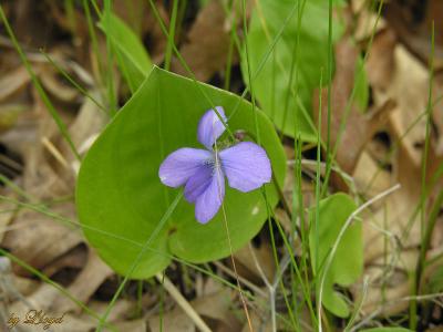 Arrow Leafed Violet 140.jpg