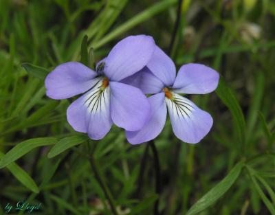 Birdsfoot Violet  050.jpg