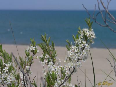Sand Cherry 233.jpg