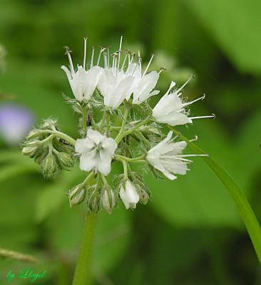 Virginia Waterleaf white 026.jpg