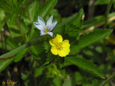 A Pretty Pair  057.jpg