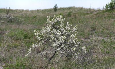 Cherry in the Dunes 169.jpg