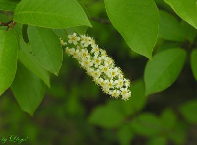 Choke Cherry 105.jpg