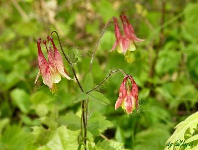 Columbine  051.jpg