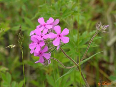 Prairie Phlox  189.jpg