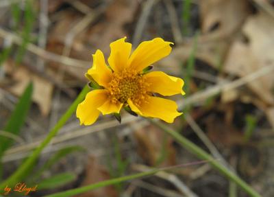 Sand Coreopsis 111.jpg