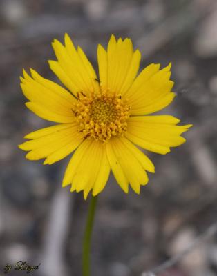 Sand Coreopsis 180.jpg