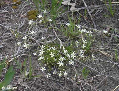 Stiff Sandwort 125.jpg