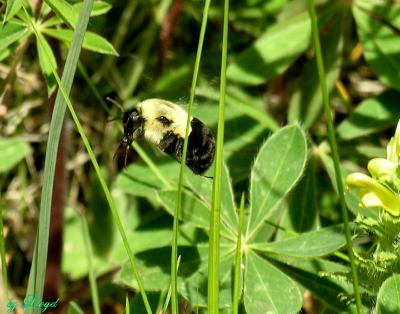 Bumblebee in flight 187.jpg