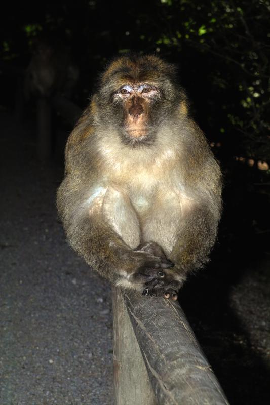 Monkey sitting on a fence