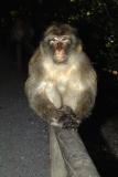 Monkey sitting on a fence