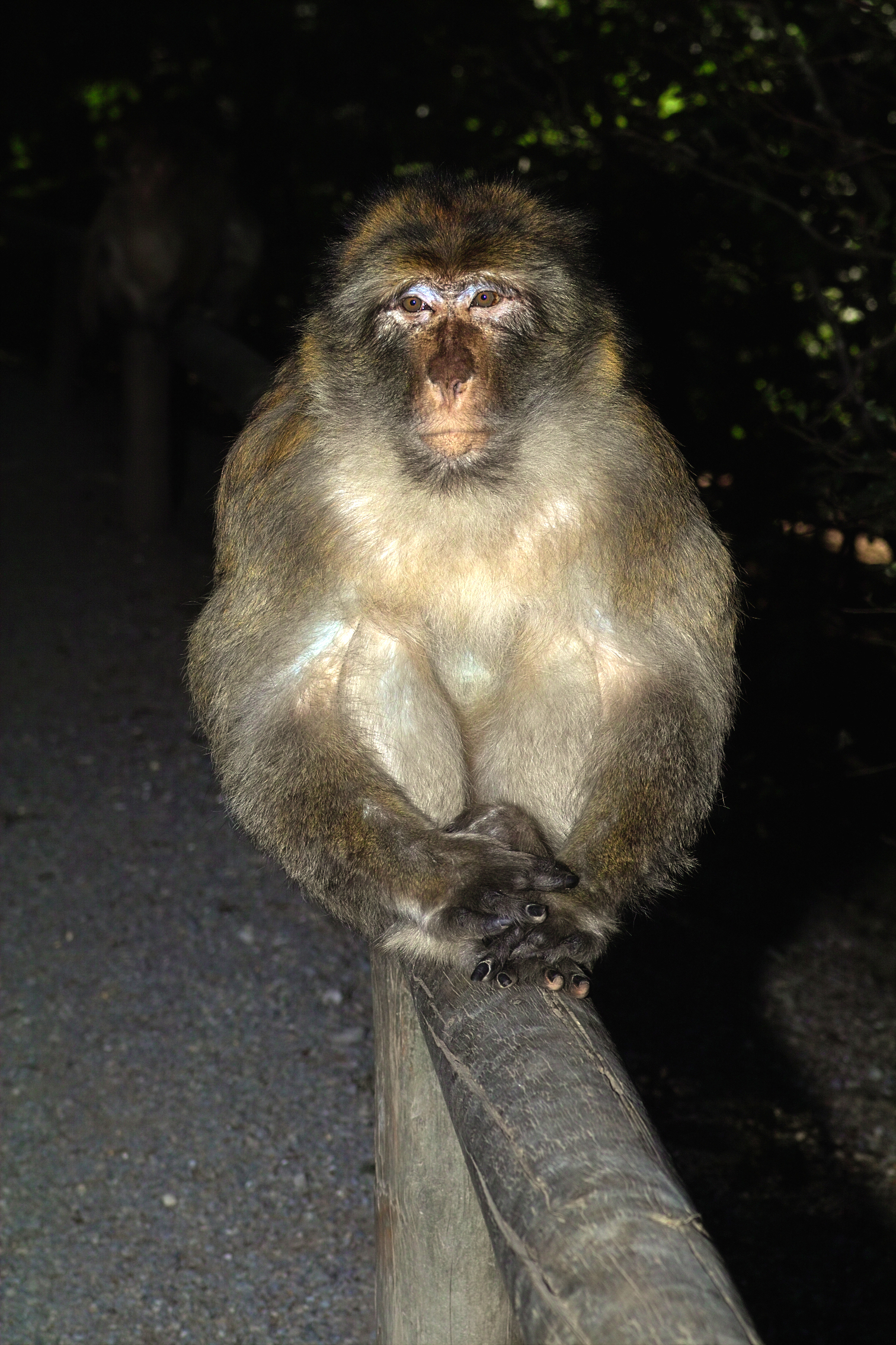 Monkey sitting on a fence