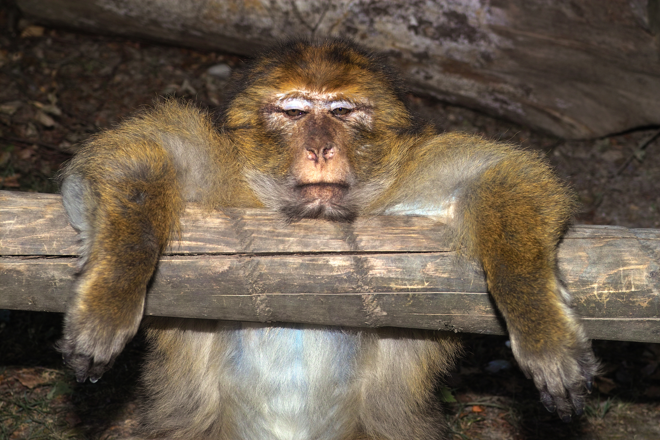 Monkey hanging on a fence