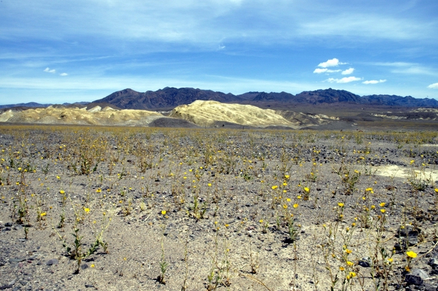 Flowers in Death Valley